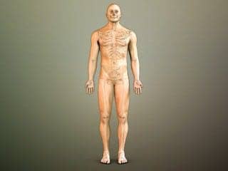 3d_anatomical_library